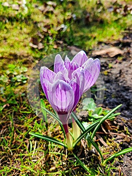 Tender crocuses in the summer forrest