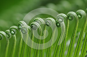 The tender cycad leaves