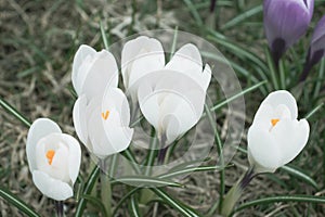 Tender delicate pastel spring crocus flowers close up