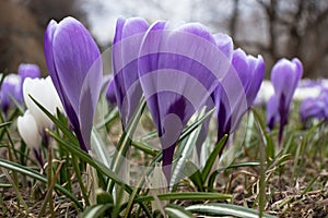 Tender delicate pastel spring crocus flowers close up