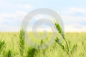 A tender ear or spike closeup of fresh young green wheat field, a landscape with selective focus