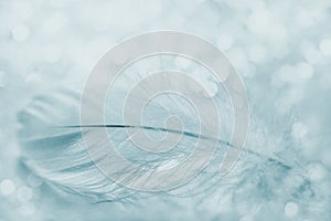 Tender feather on light background for your design, blue color