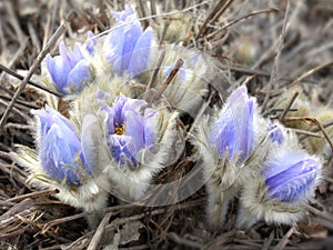 Tender first spring March flowers lilac blue pasque-flower
