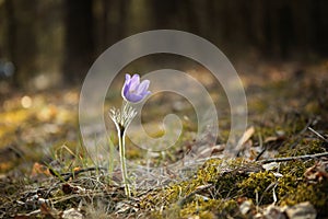 Tender first spring March flowers lilac blue pasque-flower,