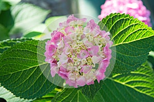 Tender flowers soft little petals. Perfume aroma fragrance concept. Flower scent. Blossom of pink hydrangea close up