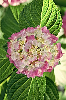 Tender flowers soft little petals. Perfume aroma fragrance concept. Flower scent. Hydrangea summer flower plant