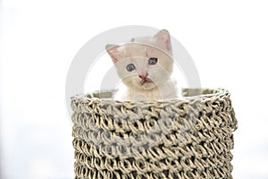 Tender and fluffy white kitten inside the basket