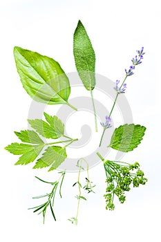 Tender fresh herbs in circle on white background