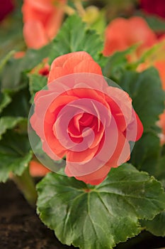 Tender fresh red begonia terry flowers and petals bush in a tu