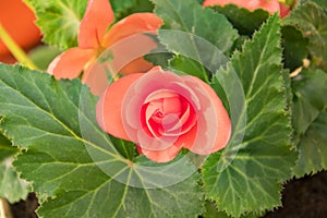 Tender fresh red begonia terry flowers and petals bush in a tu