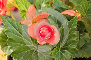 tender fresh red begonia terry flowers and petals bush in a tu