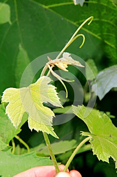 Tender grape leaves.