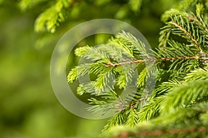 Tender green fluffy fir-needles, young fir paws