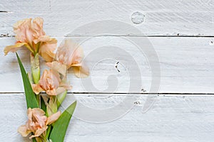 Tender iris flowers over white wooden table