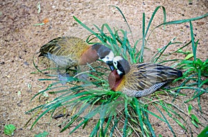 Tender kissing white-faced whistling ducks in the grass in Iguacu National Park photo