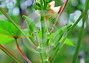 Tender Ladyâ€™s Finger, Okra