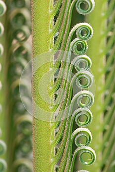 Tender leaf of cycas plant