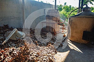 Tender leaves of cinnamon (Cinnamomum zeylanicum). Factory plantation of cinnamon trees and bushes