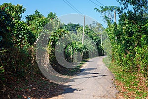 Tender leaves of cinnamon (Cinnamomum zeylanicum). Factory plantation of cinnamon trees and bushes