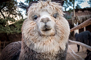 Tender look of an alpaca. This mammal corresponds to the family of camels. photo