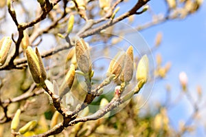 Oferta magnolias brotes en primavera 