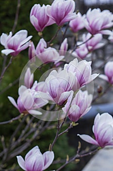 Tender magnolia flowers in a city park, spring Moldova. Selective focus.