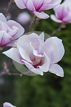 Tender magnolia flowers in a city park, spring Moldova. Selective focus.