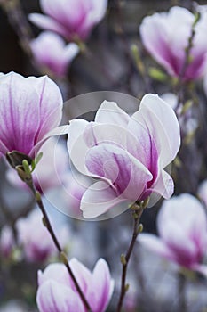 Tender magnolia flowers in a city park, spring Moldova. Selective focus.