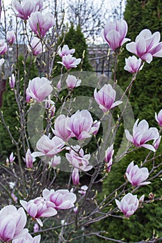 Tender magnolia flowers in a city park, spring Moldova. Selective focus.