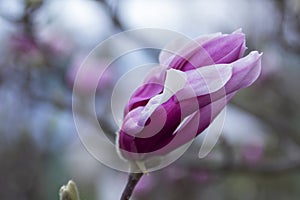 Tender magnolia flowers in a city park, spring Moldova. Selective focus.