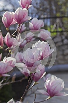 Tender magnolia flowers in a city park, spring Moldova. Selective focus.