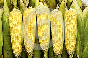 Tender maize cob