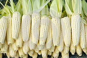 Tender maize cob photo