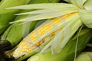 Tender maize cob