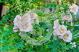 Tender mallow Malvaceae, Alcea Rosea, common hollyhock