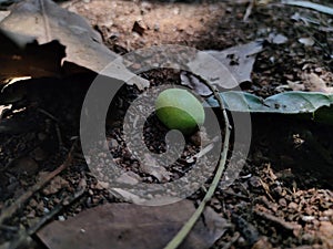 A tender mango fell down in ground