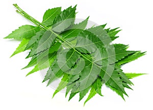 Tender medicinal neem leaves