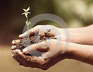 Tender medicinal neem plant