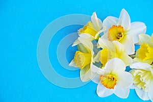 Tender minimalistic spring flowers composition on texture surface. Beautiful feminine plant decoration for holiday greeting card.