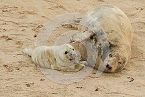 A tender moment with a Grey Seal Halichoerus grypus mum and her newly born pup lying on the beach.