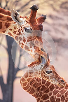 Tender moment of a mother giraffe licking her young giraffe. Photography taken