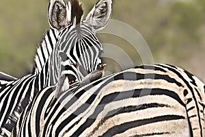 a tender moment for two zebras in the bush , Kruger National park, South Africa