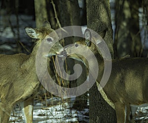 A Tender Moment In The Woods