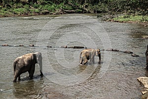 Tender Moments of a Young Elephant and Mother at Pinnawala Sri Lanka