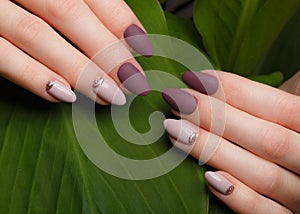 Tender neat manicure on female hands on green leaves background. Nail design