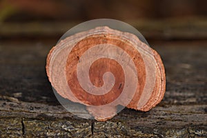 Tender nesting polypore, purple dye. Hapalopilus nidulans is a species of polypore fungus