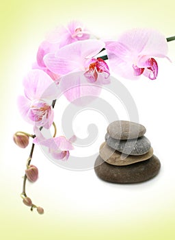 Tender orchid background
