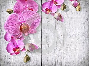 Tender orchid flowers and buds on old white painted boards vintage background. Congratulation frame postcard template.