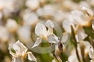 Tender pale yellow flowers of iris or fleur-de-lis bloom in a flowerbed, summer morning sun backlight garden