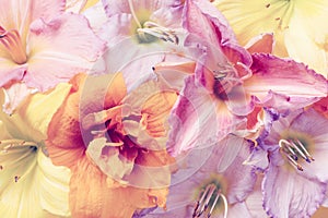 Tender pastel multicolor background of flowers
